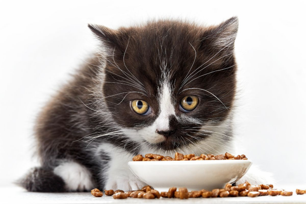Tips Memilih Makanan Kucing yang Bagus