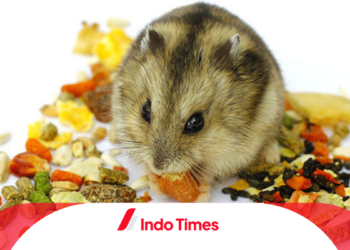 10 Rekomendasi Makanan Hamster Terbaik Yang Aman Dan Memenuhi Nutrisi Untuk Kesehatan Bulu