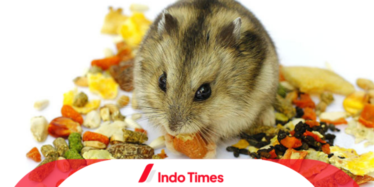 10 Rekomendasi Makanan Hamster Terbaik Yang Aman Dan Memenuhi Nutrisi Untuk Kesehatan Bulu 1 10 Rekomendasi Makanan Hamster Terbaik Yang Aman Dan Memenuhi Nutrisi Untuk Kesehatan Bulu