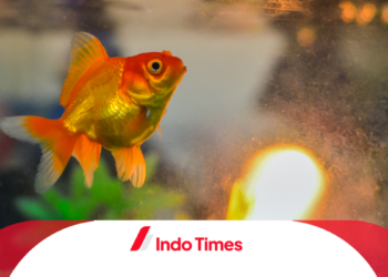 10 Rekomendasi Makanan Ikan Hias Terbaik, Membuat Sisik Ikan Makin Berkilau