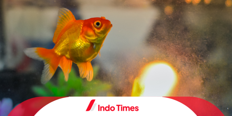 10 Rekomendasi Makanan Ikan Hias Terbaik, Membuat Sisik Ikan Makin Berkilau