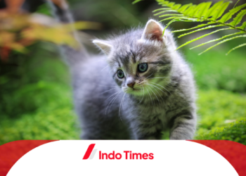 10 Rekomendasi Merk Obat Jamur Kucing Paling Ampuh di Pasaran