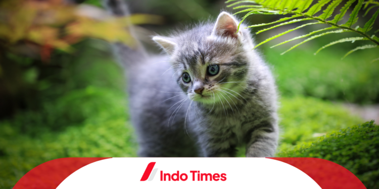 10 Rekomendasi Merk Obat Jamur Kucing Paling Ampuh di Pasaran 1 10 Rekomendasi Merk Obat Jamur Kucing Paling Ampuh di Pasaran