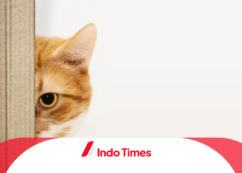 10 Rekomendasi Merk Pasir Kucing Terbaik yang Aman dan Tidak Bau Untuk Anabul Kesayangan