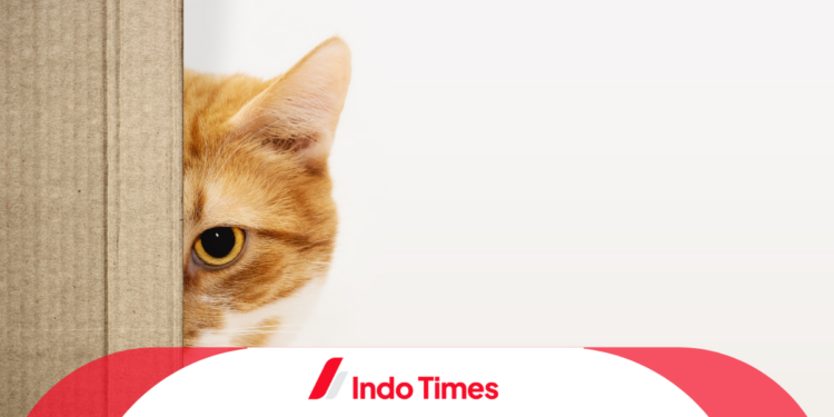 10 Rekomendasi Merk Pasir Kucing Terbaik yang Aman dan Tidak Bau Untuk Anabul Kesayangan