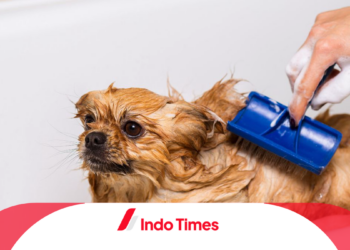 Obat Kutu Anjing Terbaik: 10 Merk Ini Dapat Dipilih Sesuai Dengan Jenis dan Kondisi Hewan Peliharaan!