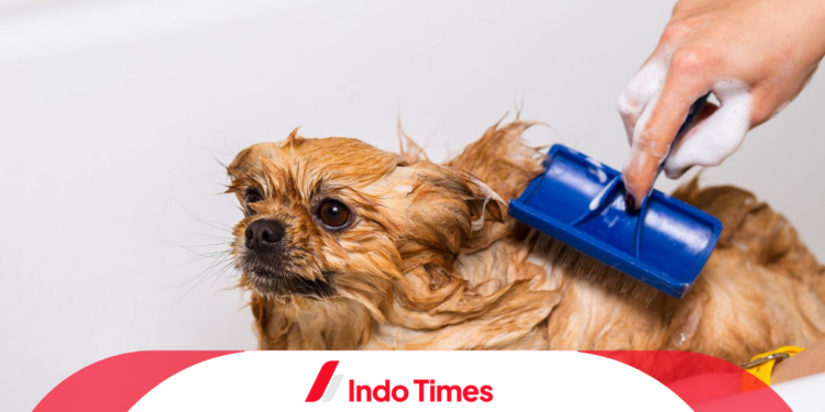 Obat Kutu Anjing Terbaik: 10 Merk Ini Dapat Dipilih Sesuai Dengan Jenis dan Kondisi Hewan Peliharaan! 1 Obat Kutu Anjing Terbaik: 10 Merk Ini Dapat Dipilih Sesuai Dengan Jenis dan Kondisi Hewan Peliharaan!