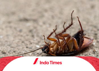 10 Rekomendasi Pembasmi Kecoa Paling Ampuh agar Rumah Bersih dan Aman dari Penyakit
