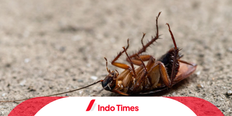 10 Rekomendasi Pembasmi Kecoa Paling Ampuh agar Rumah Bersih dan Aman dari Penyakit