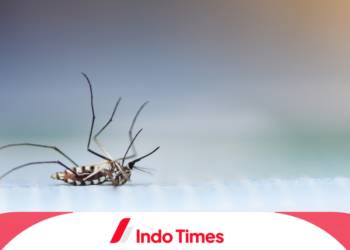 10 Rekomendasi Alat Perangkap dan Pengusir Nyamuk Terbaik, Agar Tidur Nyenyak Sepanjang Malam