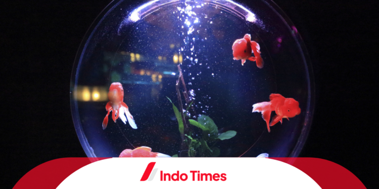 Mengenal Fungsi Heater Aquarium, 4 Jenisnya dan Cara Memasangnya