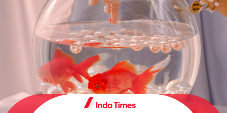 Ingin Pelihara Ikan Hias Kecil yang Keren di Rumah Anda? Ini 10 Rekomendasi Jenis Ikan yang Bisa Dipilih!