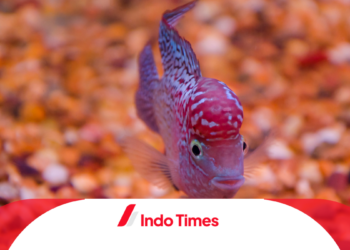 6 Ciri-Ciri Ikan Louhan Kamfa Berkualitas yang Wajib Dipahami