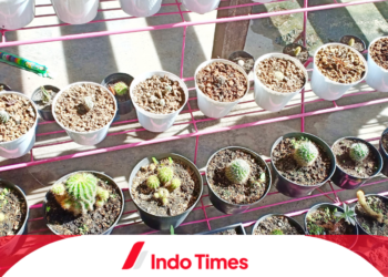 10 Rekomendasi Kaktus Hias Terbaik Agar Ruangan Tampil Estetik