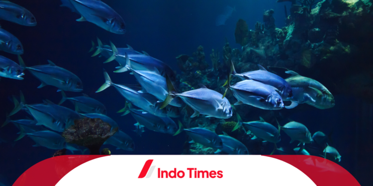 5 Cara Bikin Essen dan Bahannya untuk Ikan Sehat