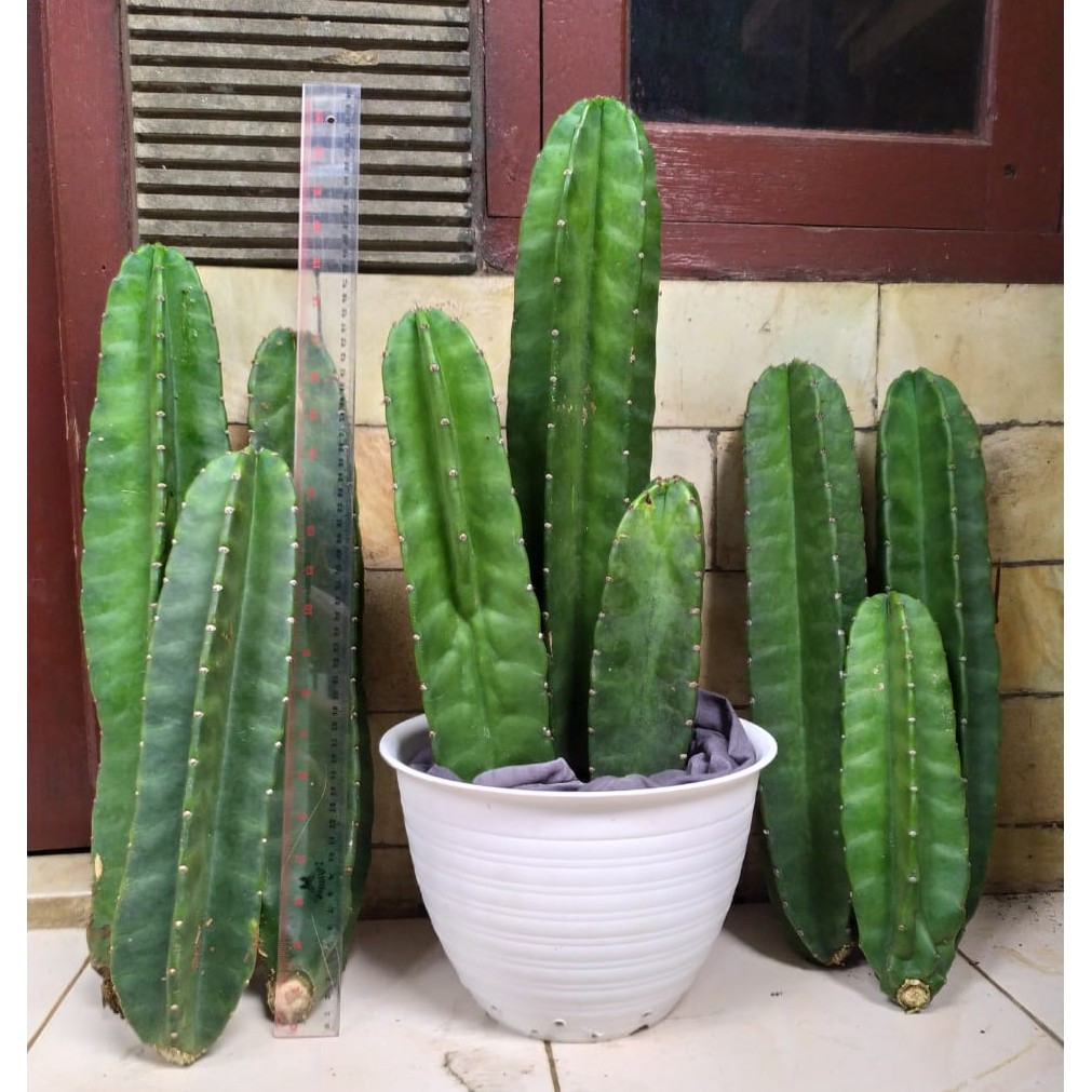Kaktus Koboi Belimbing || Kaktus Hias Terbaik