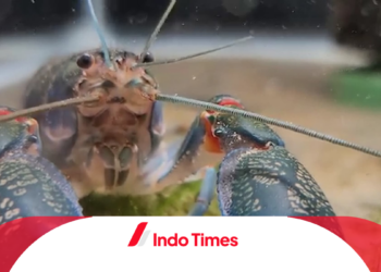 Kelebihan dan Kekurangan 3 Jenis Makanan Lobster Air Tawar untuk Usaha