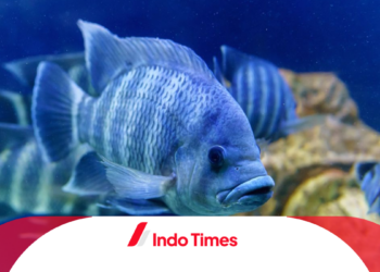 Penyebab Ikan Nila Mati Mendadak: Cara Mengatasi dan Mencegah Kematian Ikan Agar Terhindar dari Kerugian