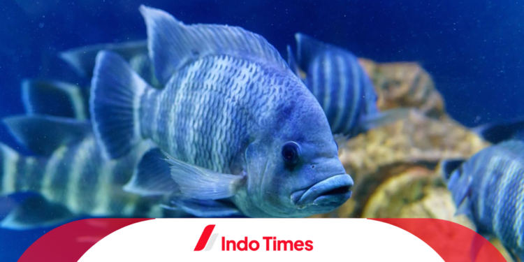 Penyebab Ikan Nila Mati Mendadak: Cara Mengatasi dan Mencegah Kematian Ikan Agar Terhindar dari Kerugian 1 Penyebab Ikan Nila Mati Mendadak: Cara Mengatasi dan Mencegah Kematian Ikan Agar Terhindar dari Kerugian