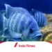Penyebab Ikan Nila Mati Mendadak: Cara Mengatasi dan Mencegah Kematian Ikan Agar Terhindar dari Kerugian
