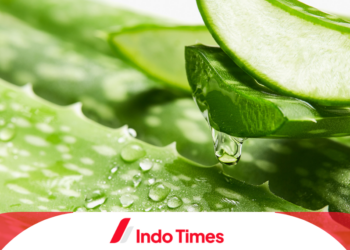 10 Rekomendasi Merk Aloe Vera Gel Terbaik Untuk Wajah dan Tubuh