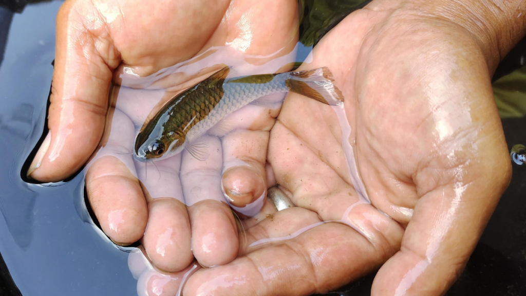 Pilihan Umpan Mancing Ikan Wader Alami dan Racikan yang Mudah Didapatkan | Umpan Mancing Ikan Wader