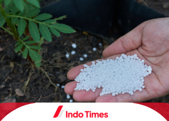 10 Rekomendasi Pupuk Urea Terbaik Agar Tanaman Kian Subur