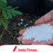 10 Rekomendasi Pupuk Urea Terbaik Agar Tanaman Kian Subur