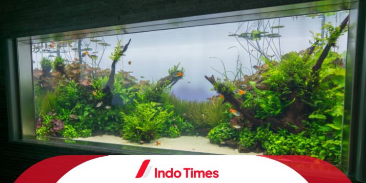 10 Rekomendasi Tanaman Aquascape Terbaik, Mudah Didapat, dan Indah 1 10 Rekomendasi Tanaman Aquascape Terbaik, Mudah Didapat, dan Indah