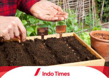 10 Rekomendasi Merk Benih Sayur Terbaik Agar Sukses Berkebun di Rumah