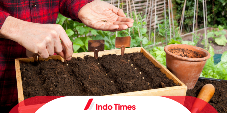 10 Rekomendasi Merk Benih Sayur Terbaik Agar Sukses Berkebun di Rumah