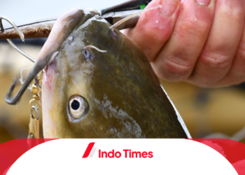 Penasaran Cara Oplos Essen Ikan Lele yang Simpel dan Jitu? Cek di sini!