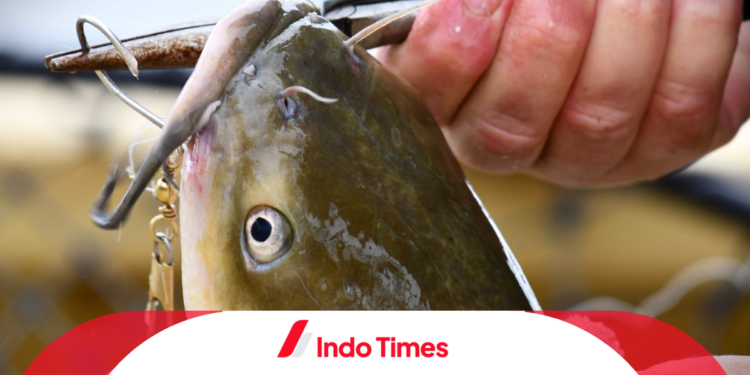 Penasaran Cara Oplos Essen Ikan Lele yang Simpel dan Jitu? Cek di sini!