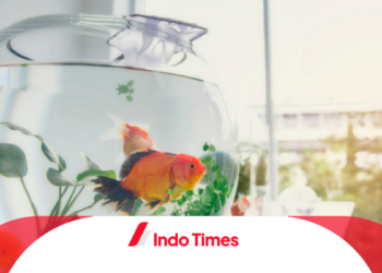 Ini Dia 6 Ciri Ikan Koki Mau Mati, Kenali Cepat Pada Ikan Anda agar Cepat Tertangani!