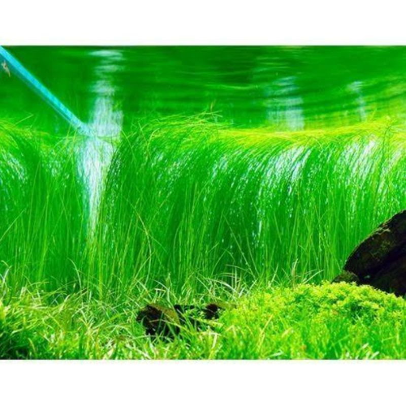 Giant Hairgrass || Tanaman Aquascape Terbaik