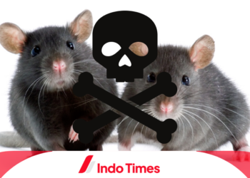 10 Rekomendasi Racun Tikus yang Paling Ampuh, Selain Tidak Meninggalkan Bau juga Ramah Lingkungan