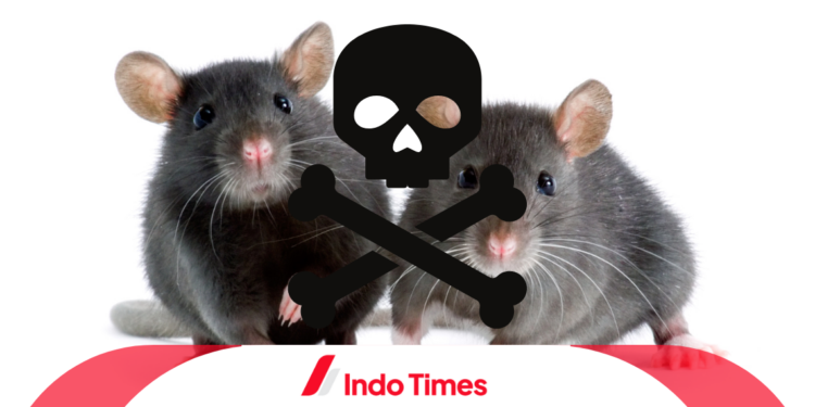 10 Rekomendasi Racun Tikus yang Paling Ampuh, Selain Tidak Meninggalkan Bau juga Ramah Lingkungan 1 10 Rekomendasi Racun Tikus yang Paling Ampuh, Selain Tidak Meninggalkan Bau juga Ramah Lingkungan
