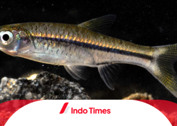Rekomendasi Umpan Mancing Ikan Wader dan Trik Khusus untuk Hasil Lebih Banyak