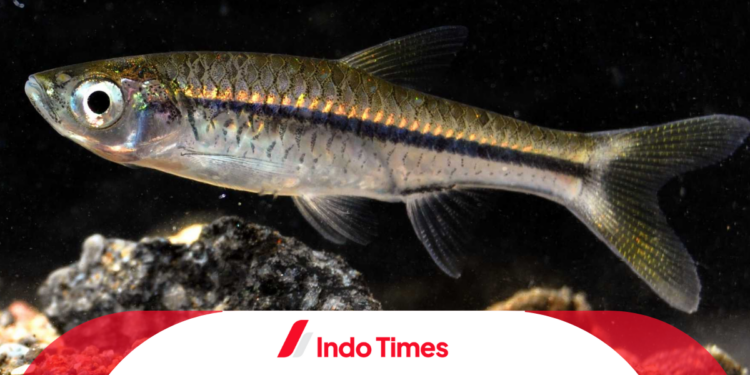 Rekomendasi Umpan Mancing Ikan Wader dan Trik Khusus untuk Hasil Lebih Banyak