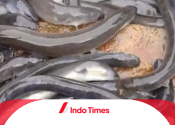 7 Umpan Sidat Paling Galak Plus Rekomendasi Merk Umpan Sidat