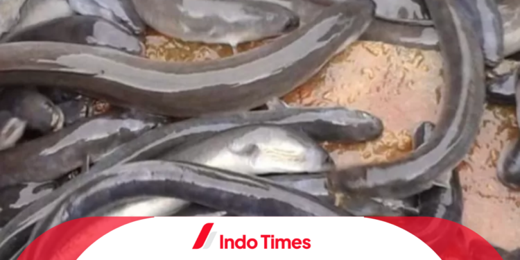 7 Umpan Sidat Paling Galak Plus Rekomendasi Merk Umpan Sidat