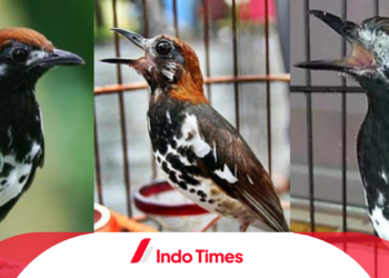 8 Perbedaan Mencolok Burung Anis Kembang Jantan dan Betina. Pecinta Burung Wajib Mengenali Agar Tidak Salah Pilih!