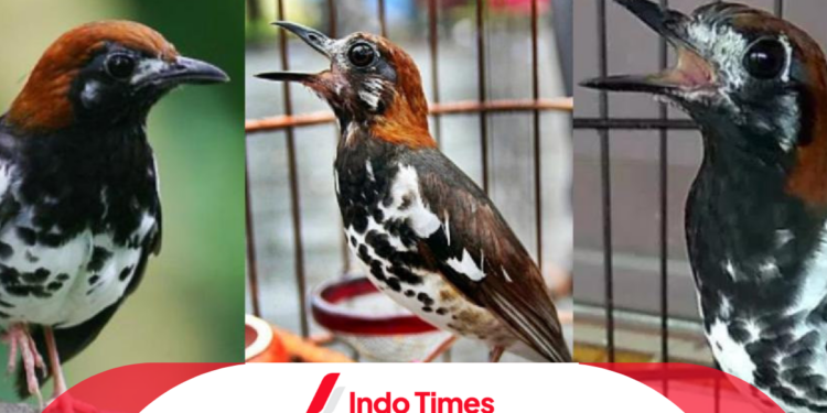 8 Perbedaan Mencolok Burung Anis Kembang Jantan dan Betina. Pecinta Burung Wajib Mengenali Agar Tidak Salah Pilih! 1 8 Perbedaan Mencolok Burung Anis Kembang Jantan dan Betina. Pecinta Burung Wajib Mengenali Agar Tidak Salah Pilih!