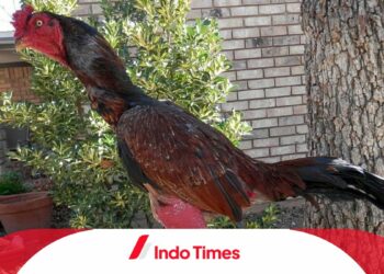 Ayam Ganoi: Bagaimana Ciri-Ciri, Pemeliharaan, Kelebihan dan Kekurangan Ayam Adu Asal Vietnam