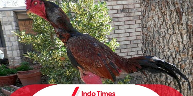 Ayam Ganoi: Bagaimana Ciri-Ciri, Pemeliharaan, Kelebihan dan Kekurangan Ayam Adu Asal Vietnam 1 Ayam Ganoi: Bagaimana Ciri-Ciri, Pemeliharaan, Kelebihan dan Kekurangan Ayam Adu Asal Vietnam