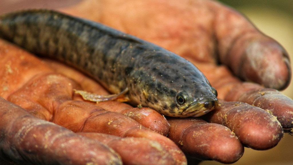 Penyakit Jamur Putih Pada Ikan Gabus | Mengobati Jamur Pada Ikan Gabus