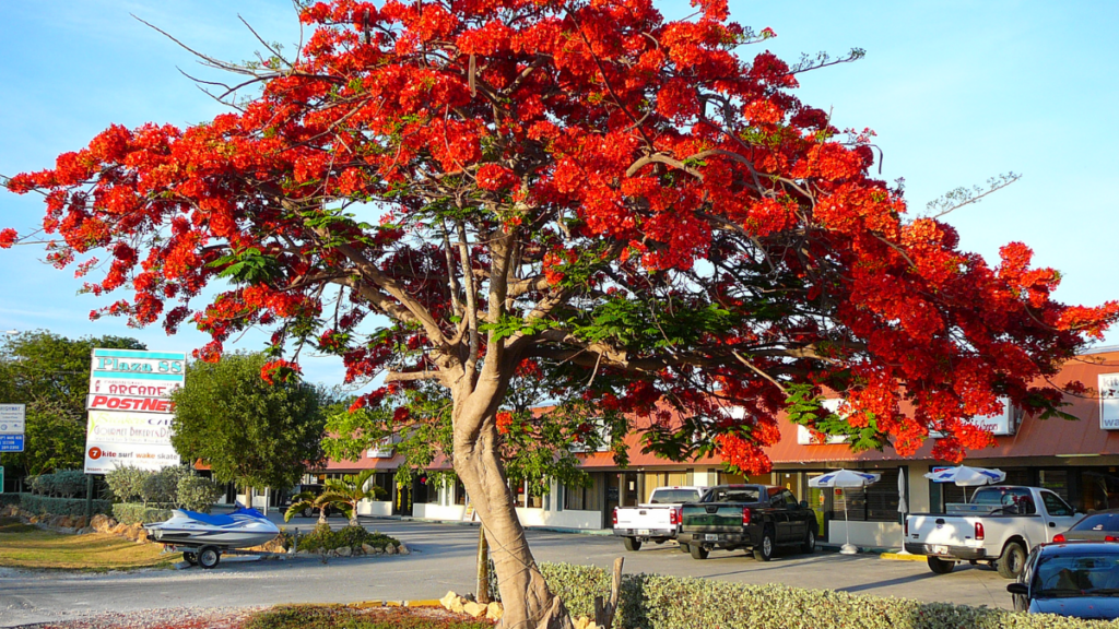 Pohon Flamboyan (Delonix regia) || Jenis Pohon Peneduh Rumah