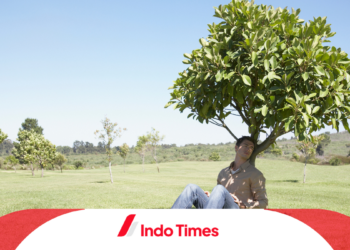 10 Jenis Pohon Peneduh Rumah yang Bisa Ditanam Depan Rumah