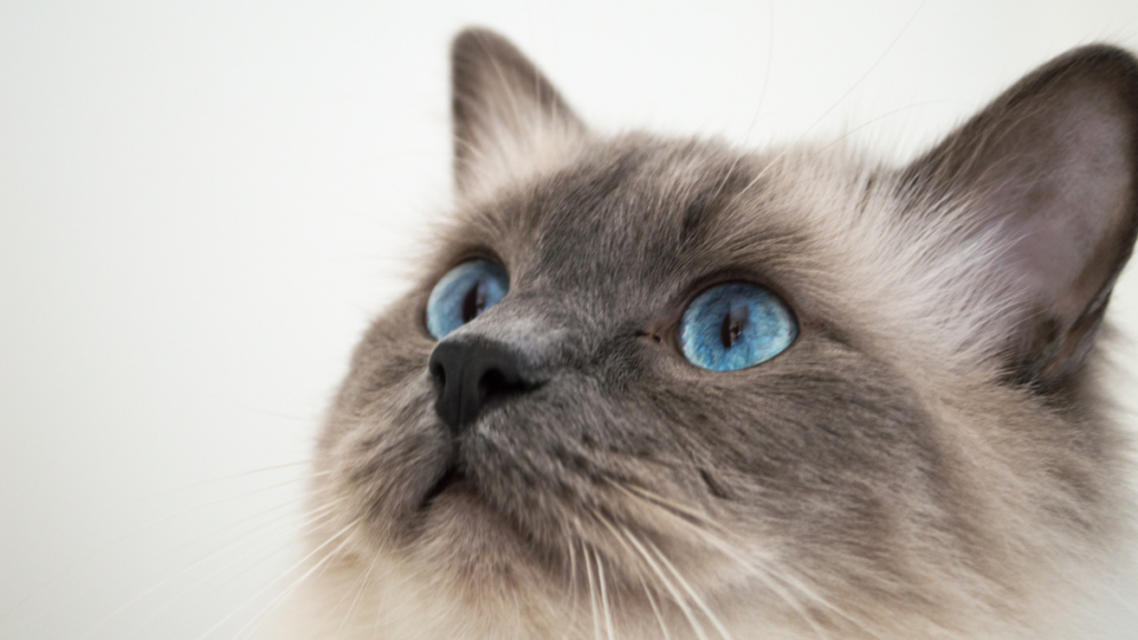 Berbagai Fakta Menarik tentang Sejarah dan Asal-usul Kehadiran Kucing Ragdol di Dunia