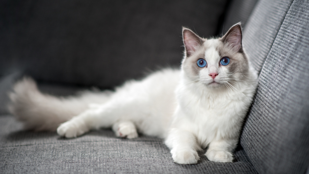 Perawatan Harian untuk Menjaga Kesehatan dan Kebersihan Kucing Ragdoll Asli